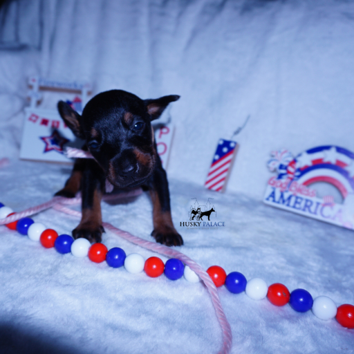 Champion Bloodlines - Euro Ty Lee 8